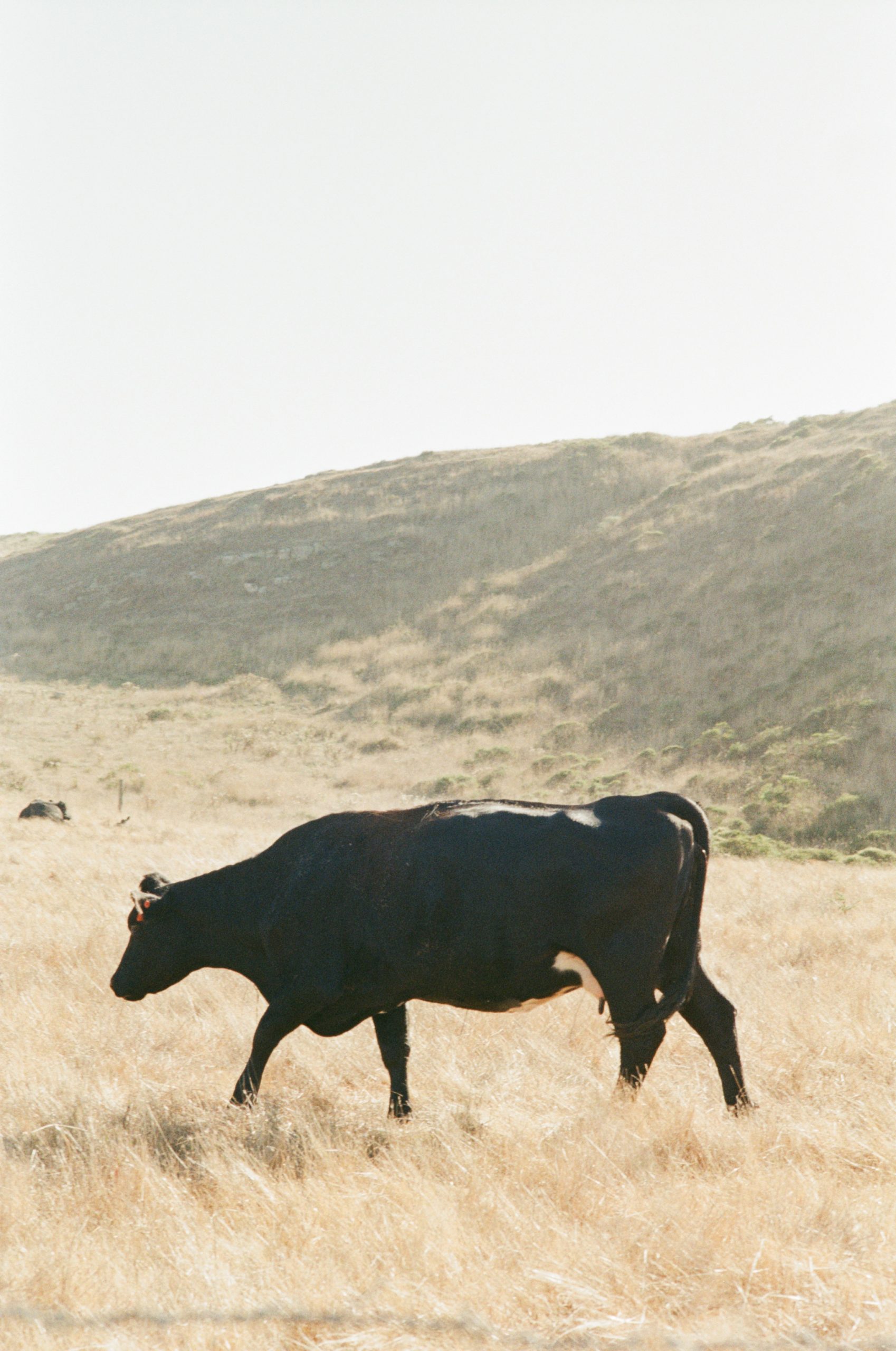 jcorrigan-7200-GOLD200-20